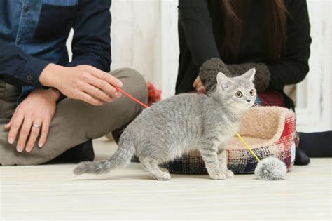 猫風水|風水的にはどう？運気の上がる猫の飼い方で幸せを呼。